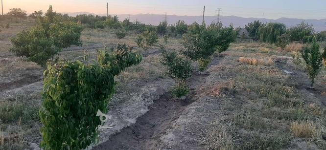 باغچه 300متری اقساطی هشتگرد نظراباد تنکمان در گروه خرید و فروش املاک در البرز در شیپور-عکس1