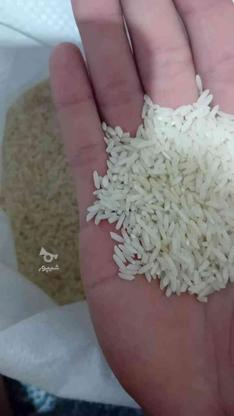 برنج طارم هاشمی درجه یک در گروه خرید و فروش خدمات و کسب و کار در فارس در شیپور-عکس1