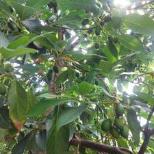 نهال آووکادو بیکن پیوندی