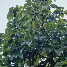 تفاوت نهال آووکادو پیوندی و نهال آووکادو بذری