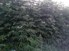 فروش زمین مسکونی 414 متر در مرکز شهر در شیپور