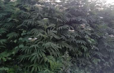 فروش زمین مسکونی 414 متر در مرکز شهر