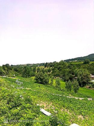  250 متر زمین جنب مرداب و رودخانه در گروه خرید و فروش املاک در مازندران در شیپور-عکس1