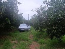 فروش زمین کشاورزی 2925 متر در خلخال محله قدیم در شیپور