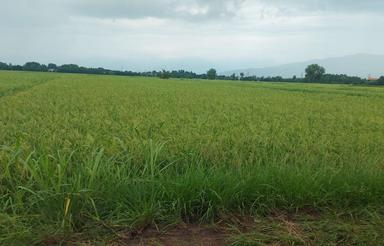 زمین کشاورزی مکانیزه 2,750 متری درکرف محله رودسر