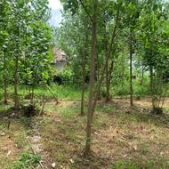 فروش زمین مسکونی 280 متر استانه روستا امشل