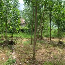 فروش زمین مسکونی 280 متر استانه روستا امشل