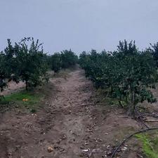 یک هکتار باغ جاده گهرباران روستای محمدآباد