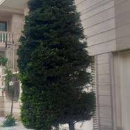 خدمات تمیز کردن باغ وباغچه هرس انواع درختان خرید چوب باغی