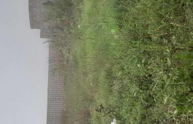 فروش زمین کشاورزی 400متری،ییلاقی،نمارستاق