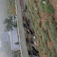 فروش زمین مسکونی 175متری ییلاقی،نمارستاق