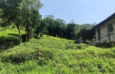 850 متر زمین مسکونی در علیسرود لاهیجان