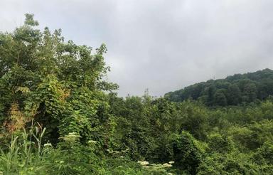 فروش باغ مرکبات ویودار 5هزار متری در طالش محلهN344