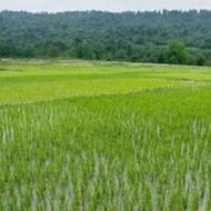 فروش زمین کشاورزی 3000 متر در جاده کیاکلا