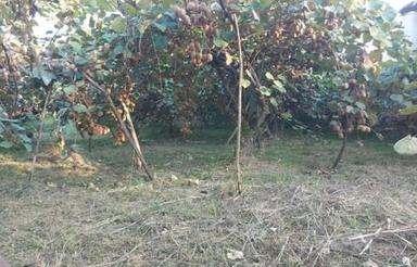 1000 متر زمین مسکونی جاده خرم آباد کرف