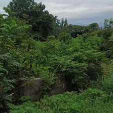 فروش زمین مسکونی 505 متر در هادی کیاشهر