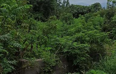 فروش زمین مسکونی 505 متر در هادی کیاشهر