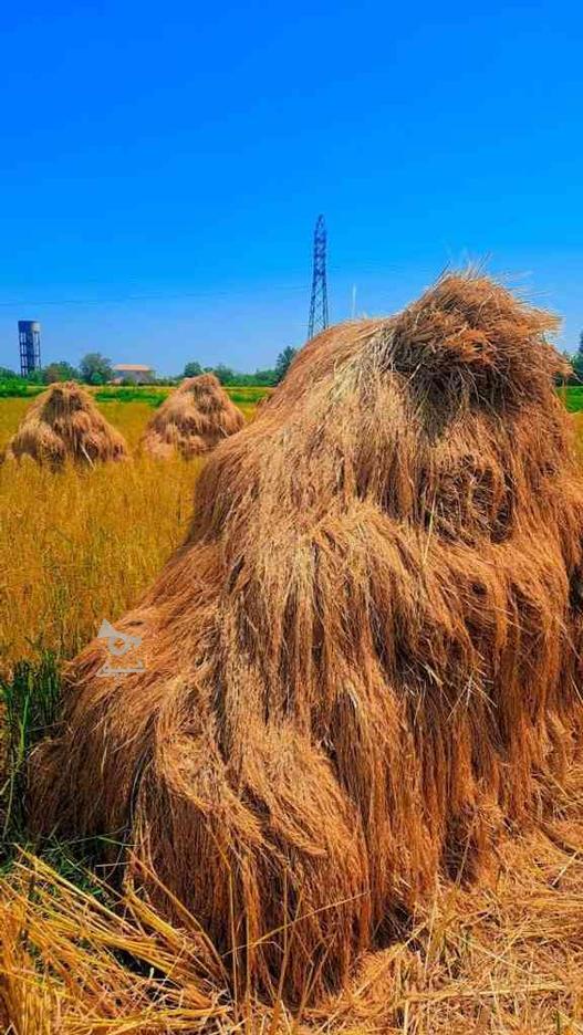 برنج اصیل شمال در گروه خرید و فروش خدمات و کسب و کار در البرز در شیپور-عکس1