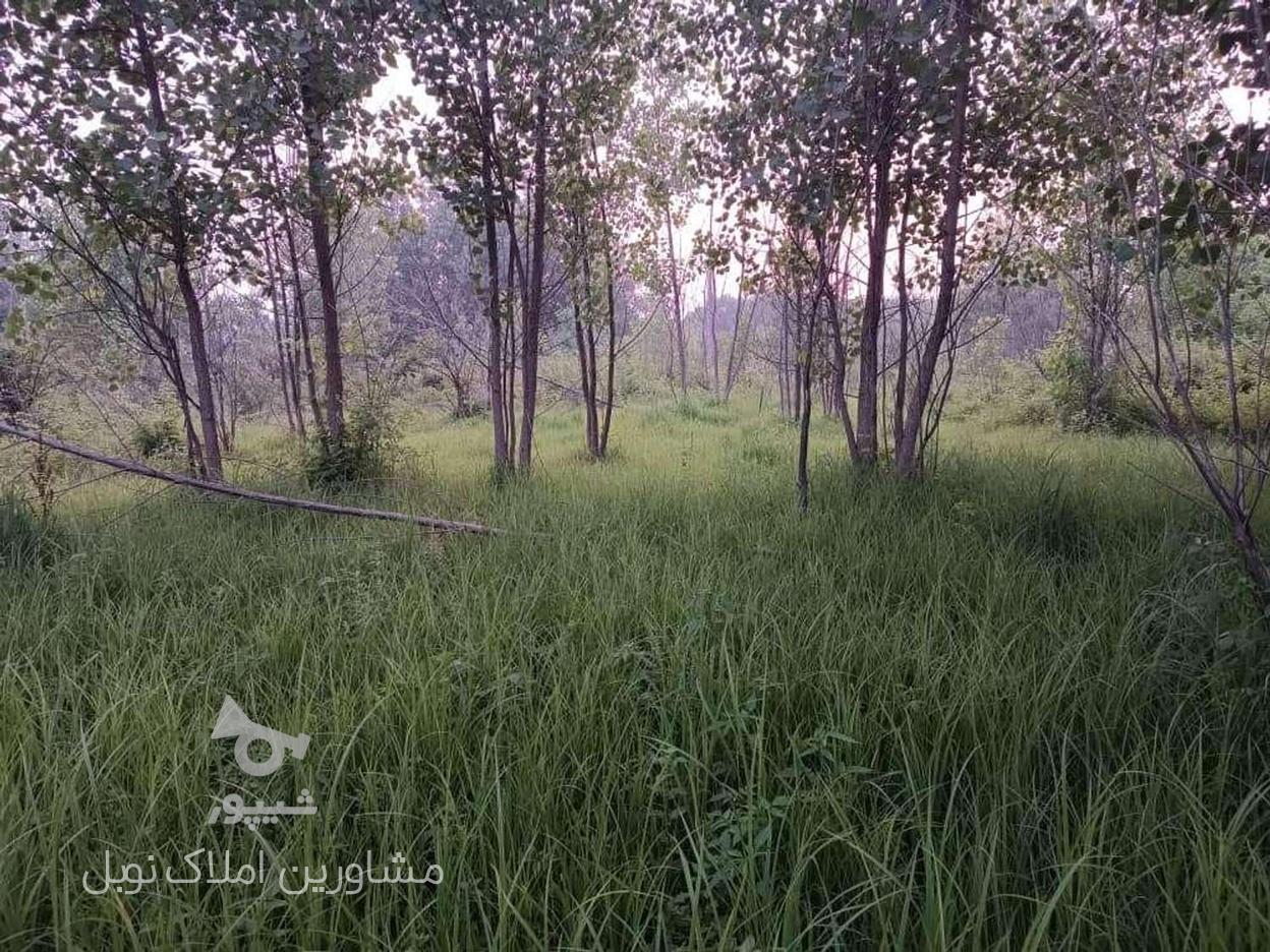 فروش زمین 715 متر داخل طرح هادی نزدیک ساحل در گروه خرید و فروش املاک در گیلان در شیپور-عکس1