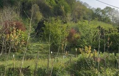 زمین 2000 متر در سوخته کوه لاهیجان