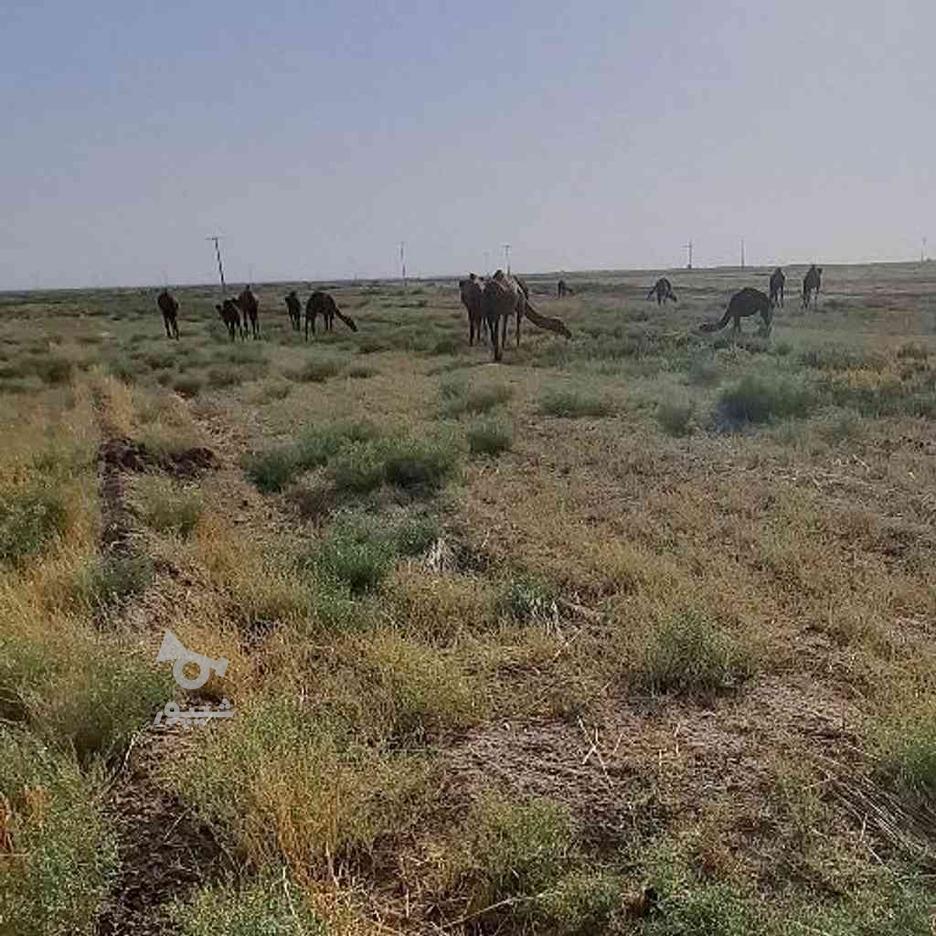 به یک نفرچوپان برای چراندن شتردرصحرا در گروه خرید و فروش استخدام در خراسان رضوی در شیپور-عکس1