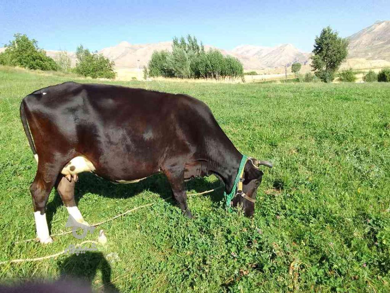 گاو هفت ماه آبستن در گروه خرید و فروش ورزش فرهنگ فراغت در چهارمحال و بختیاری در شیپور-عکس1