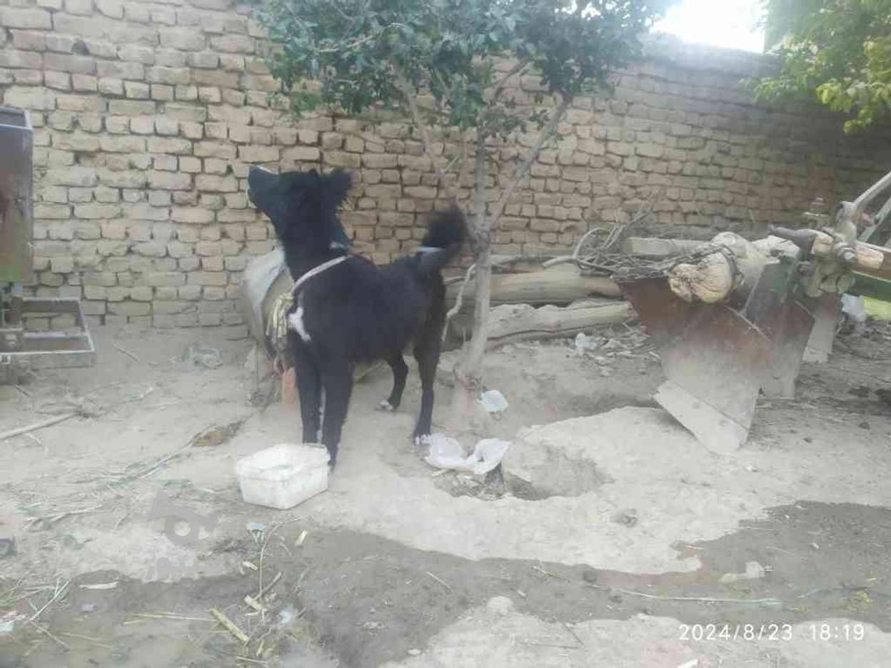 واگذاری توله هشت ماهه گله ای در گروه خرید و فروش ورزش فرهنگ فراغت در اصفهان در شیپور-عکس1