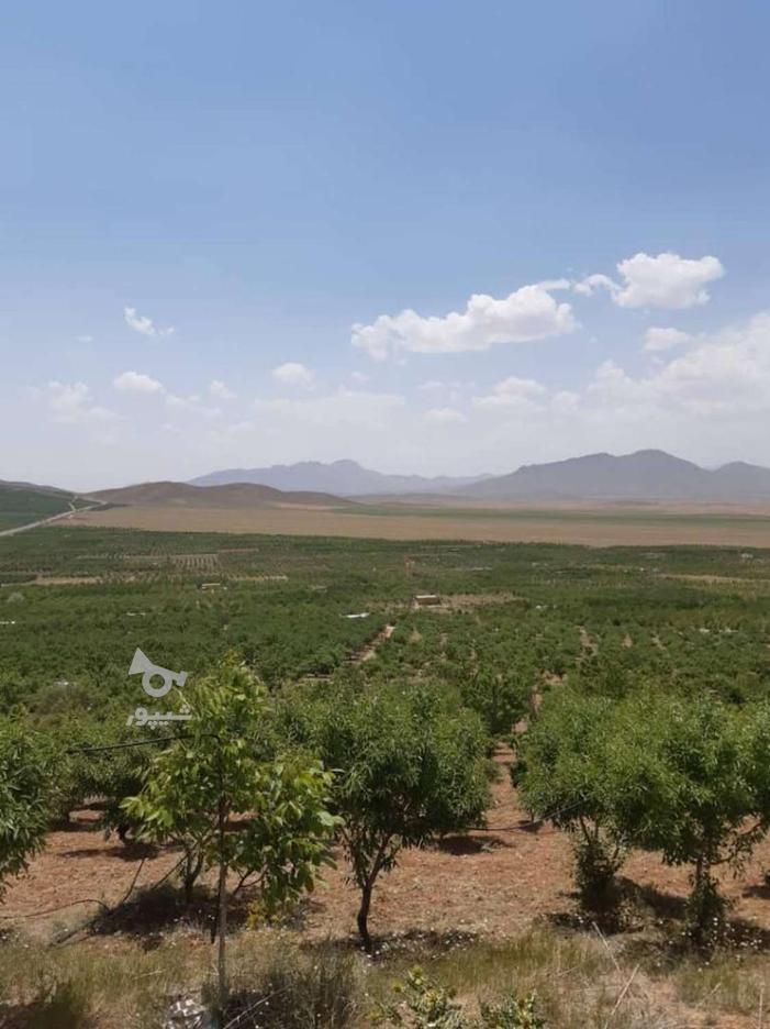 سرمایه گذاری در احداث باغ بادام در گروه خرید و فروش املاک در البرز در شیپور-عکس1