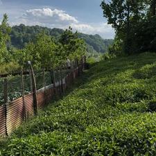 فروش زمین 1500 متری با پروانه در آهندان