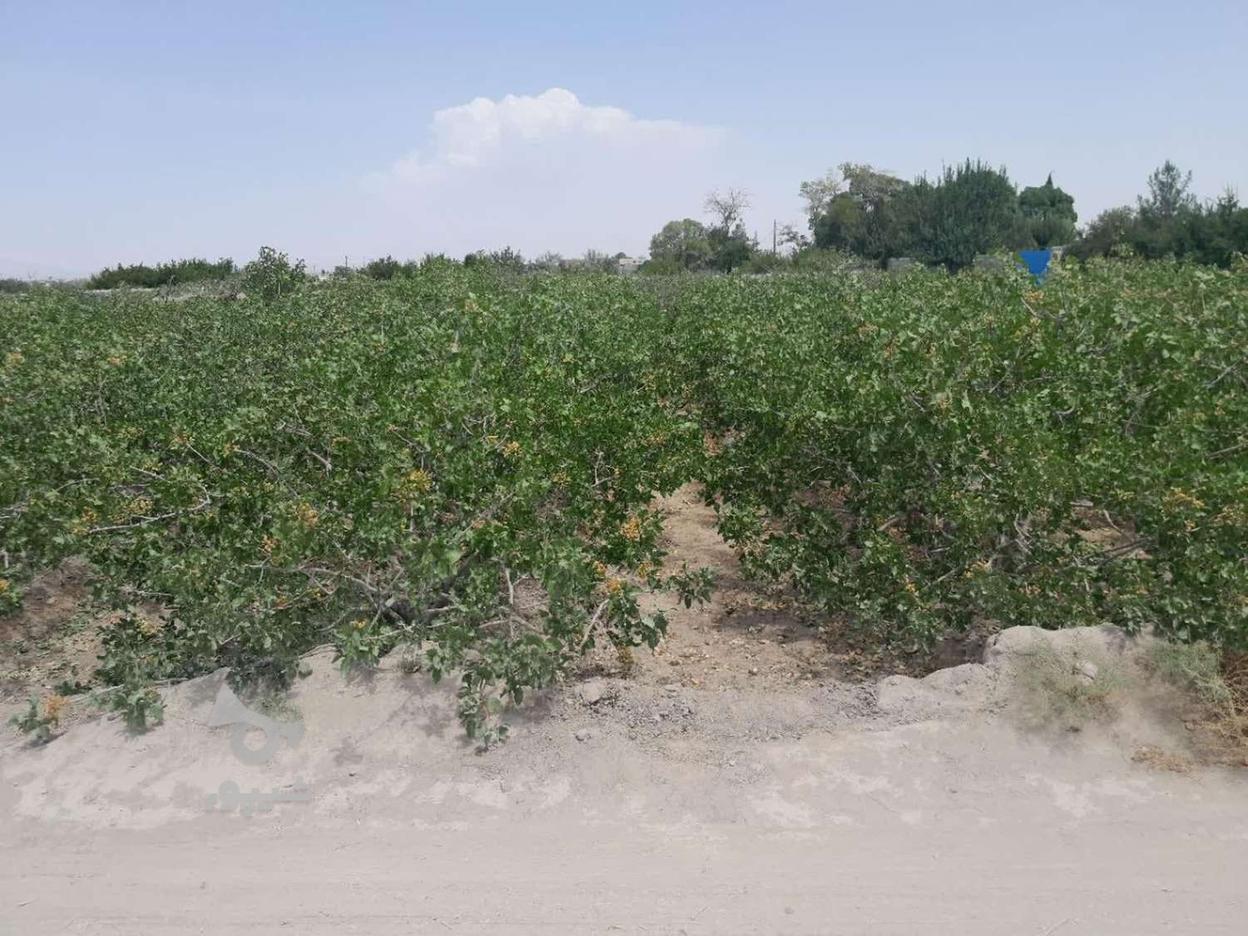 زمین کشاورزی مناسب برای خانه باغ 2000متر در گروه خرید و فروش املاک در کرمان در شیپور-عکس1