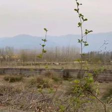 فروش زمین مسکونی 1100 متر در مالفجان