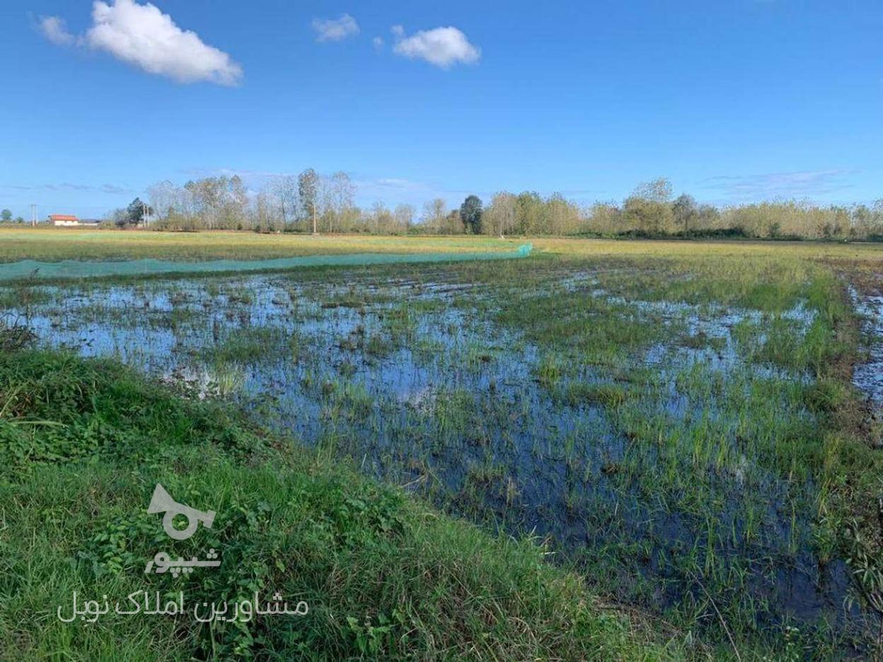 فروش زمین 1900 مترکاربری زراعی در گروه خرید و فروش املاک در گیلان در شیپور-عکس1