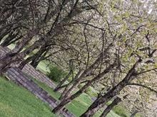 فروش زمین مسکونی 900 متر خونه باغ ییلاقی کوه در شیپور