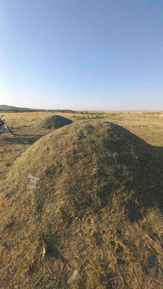 گیاه خوش خوراک و سبز تازه خرمنکوبی شده در گروه خرید و فروش صنعتی، اداری و تجاری در کردستان در شیپور-عکس1