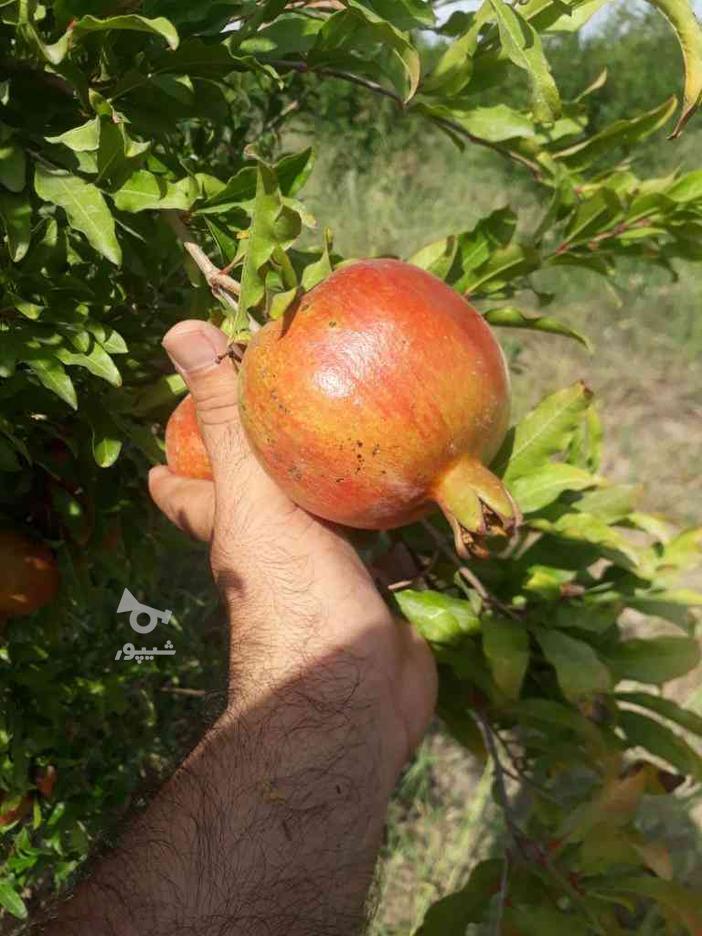 گل انار بهشهر و نارنگی ژاپنی در گروه خرید و فروش خدمات و کسب و کار در مازندران در شیپور-عکس1