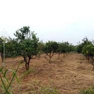 فروش باغ 400متری در جاده کیاکلا