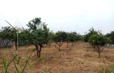 فروش زمین کشاورزی 500 متر در جاده کیاکلا