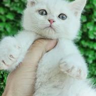 فروش توله گربه بریتیش اسکاتیش پرشین گلد کرم