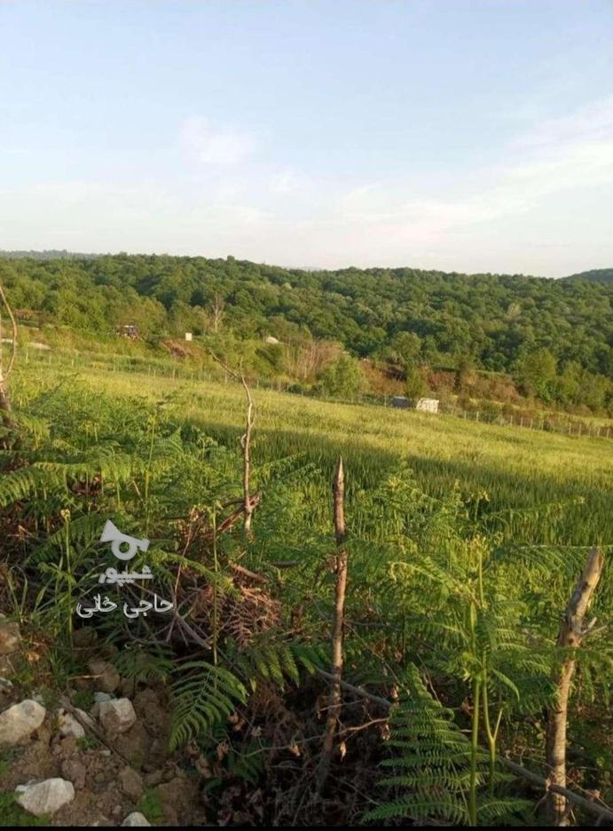 زمین 293 متر جشم انداز زیبای سانخیل در گروه خرید و فروش املاک در مازندران در شیپور-عکس1