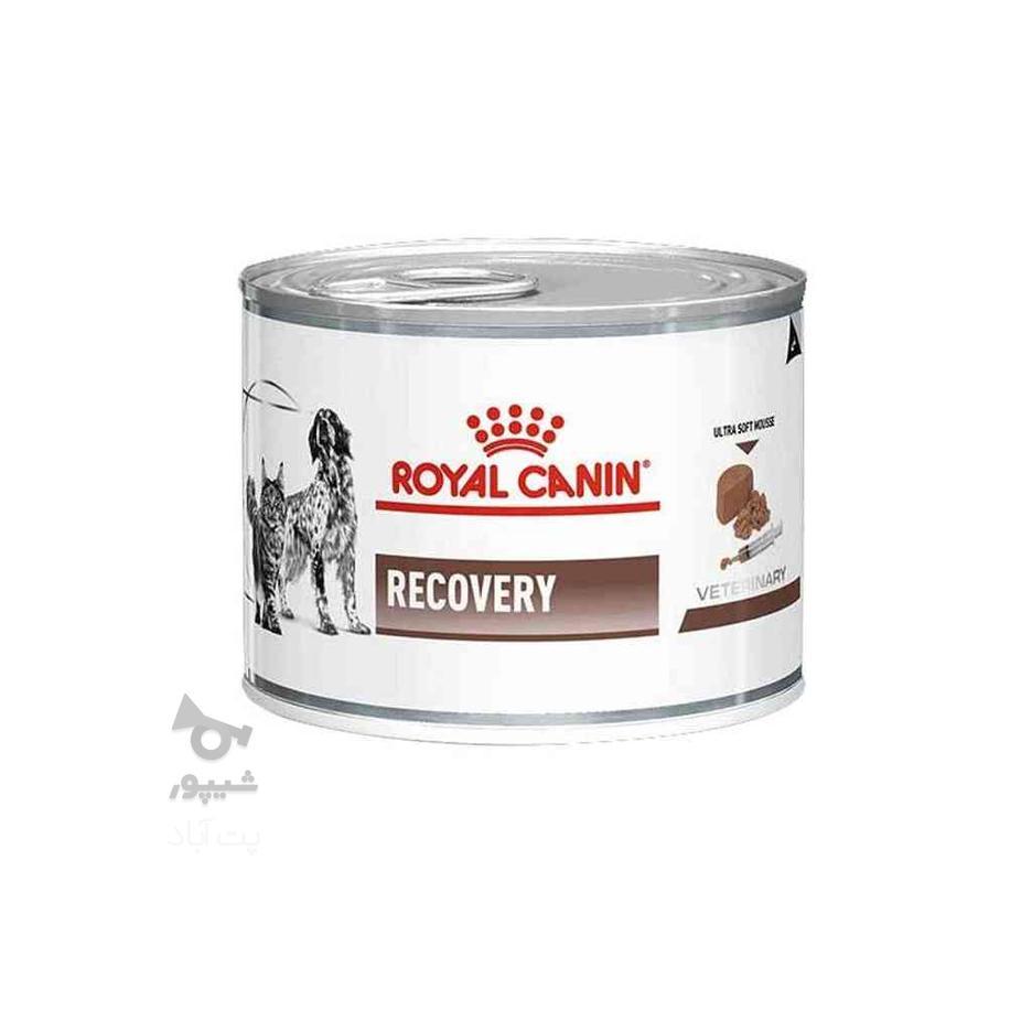 کنسرو غذای سگ و گربه رویال کنین Royal Canin Recovery Mousse در گروه خرید و فروش ورزش فرهنگ فراغت در تهران در شیپور-عکس1