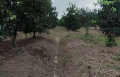 زمین باغی3200 متری در روستای ازاربن