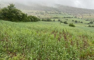 پروانه مرغداری 60000 قطعه ای جواز