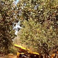 نهال پسته امریکایی