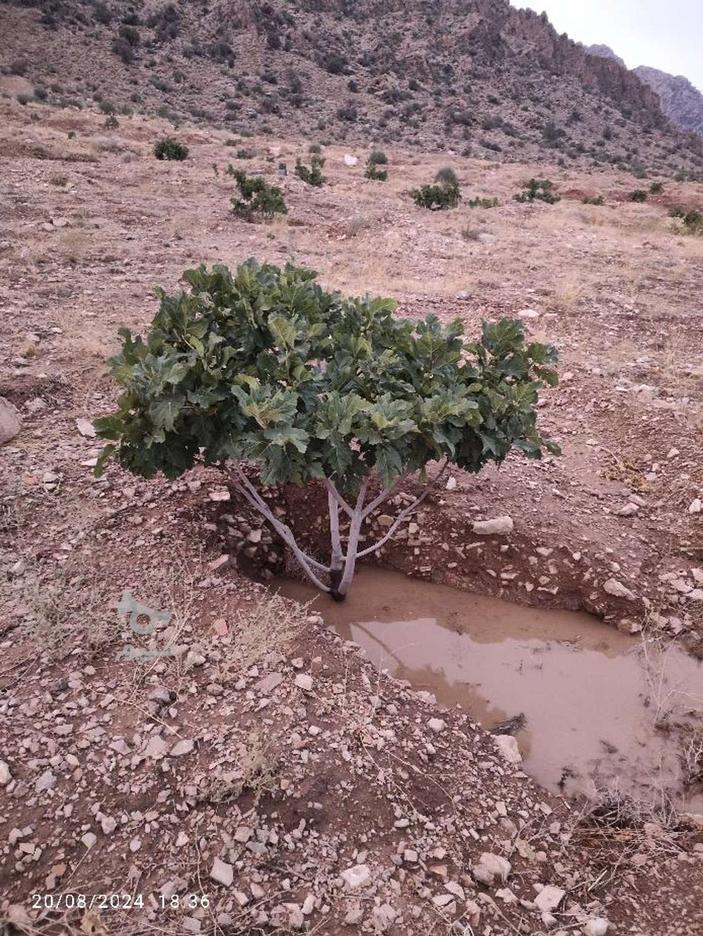 ملک انجیر خیر در گروه خرید و فروش املاک در فارس در شیپور-عکس1