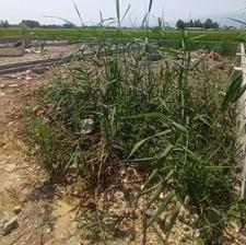 فروش زمین مسکونی 140زمین در جاده دریا