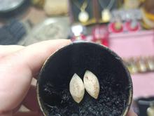 مهره مار اصل برنجی اکبند نو پلمپ در شیپور