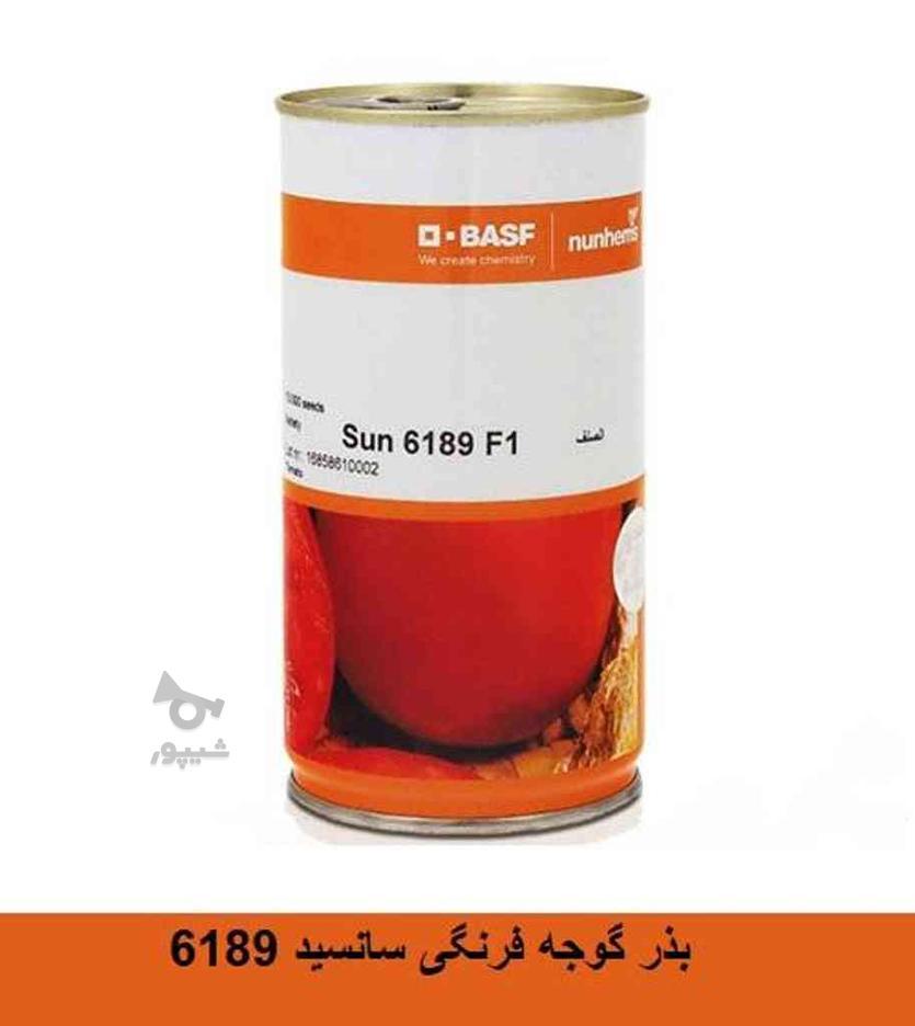 بذر گوجه‌فرنگی سان 6189 با کیفیت بی‌نظیر در گروه خرید و فروش خدمات و کسب و کار در البرز در شیپور-عکس1