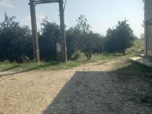 53000متر باغ و شالیزاری در شیپور