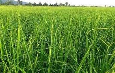 فروش زمین شالیزاری 1700 متر در جاده ساری