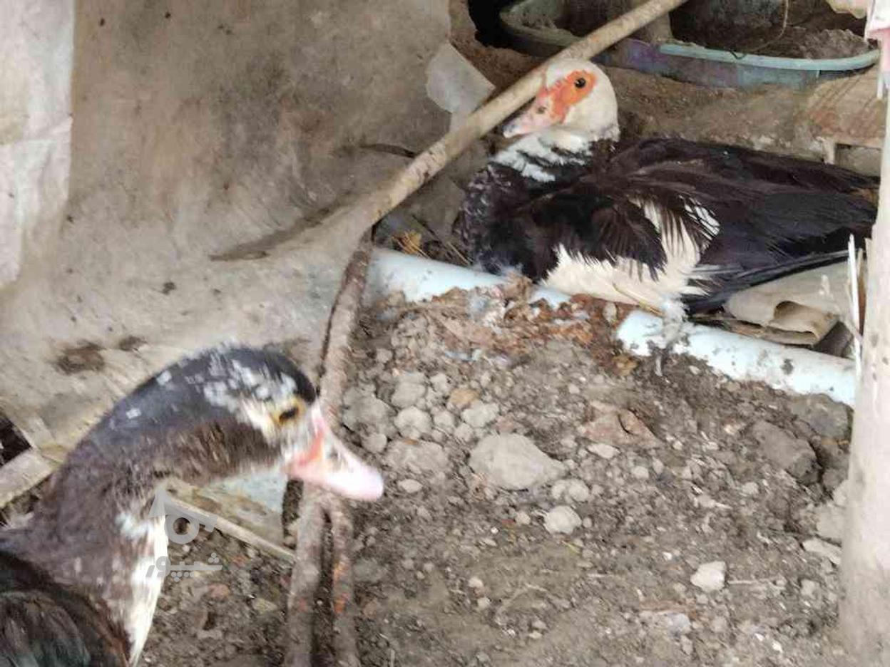 اگه جوجه 1 روزه یا 2 روزه میخوای بگو در گروه خرید و فروش ورزش فرهنگ فراغت در مازندران در شیپور-عکس1